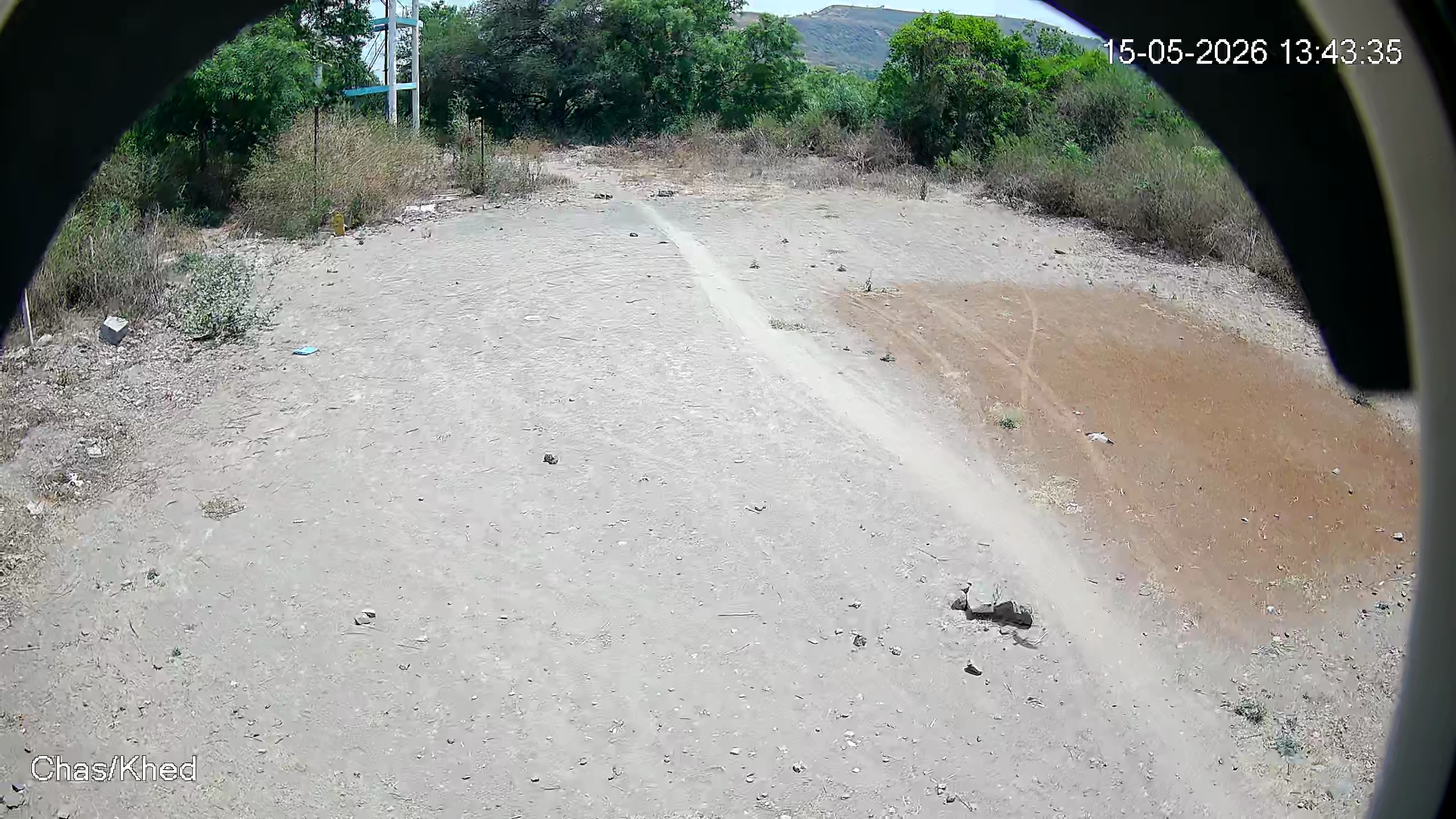 Leopard Image
