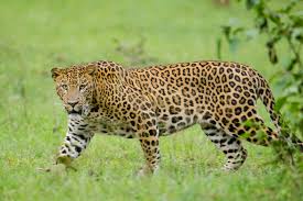 Leopard Image