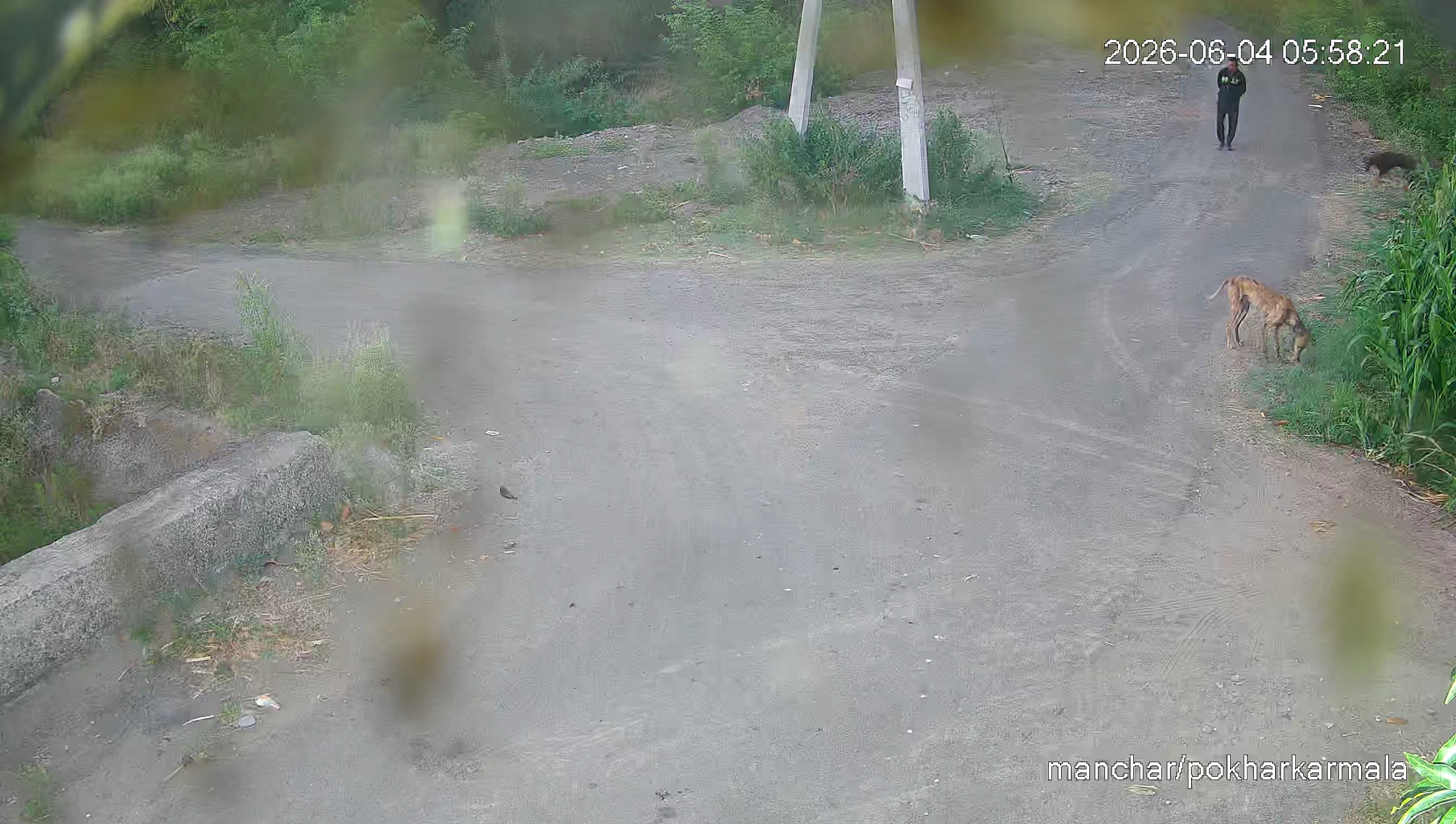 Leopard Image