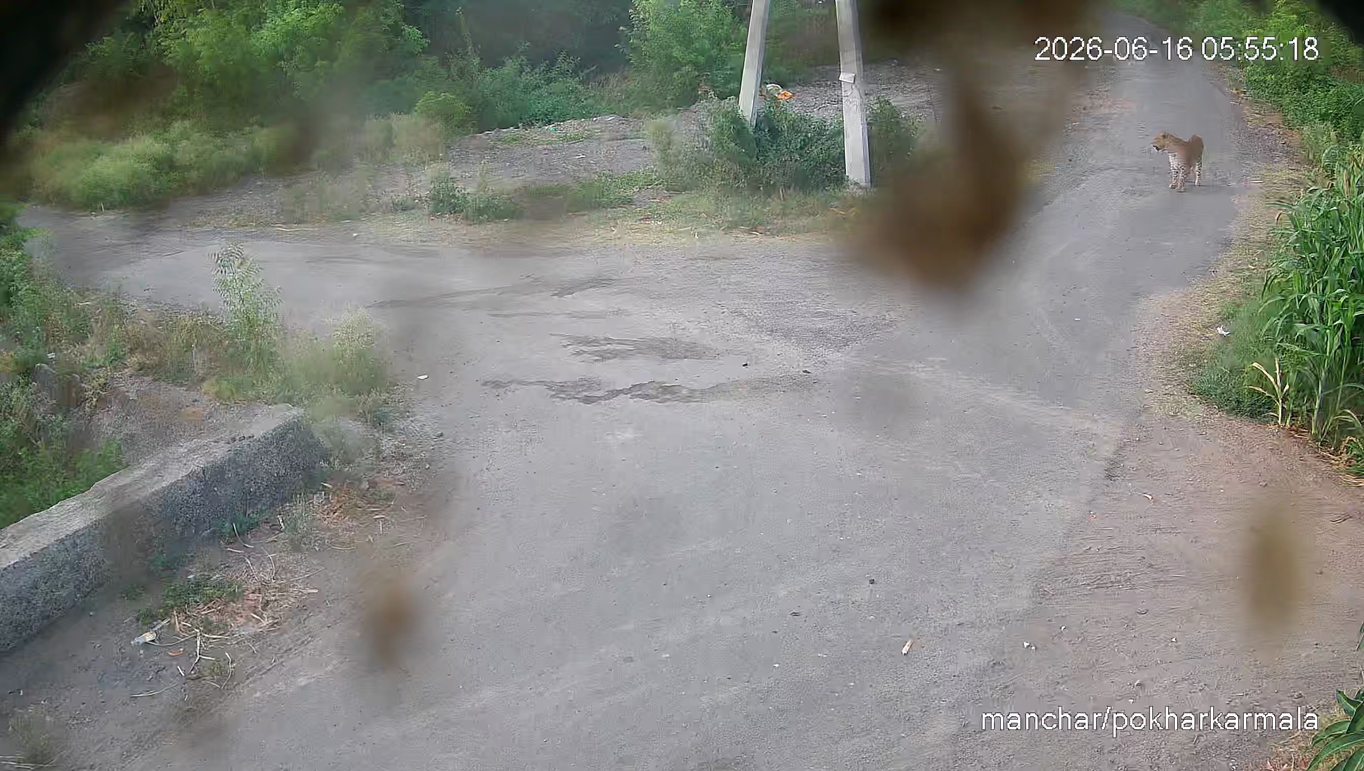 Leopard Image