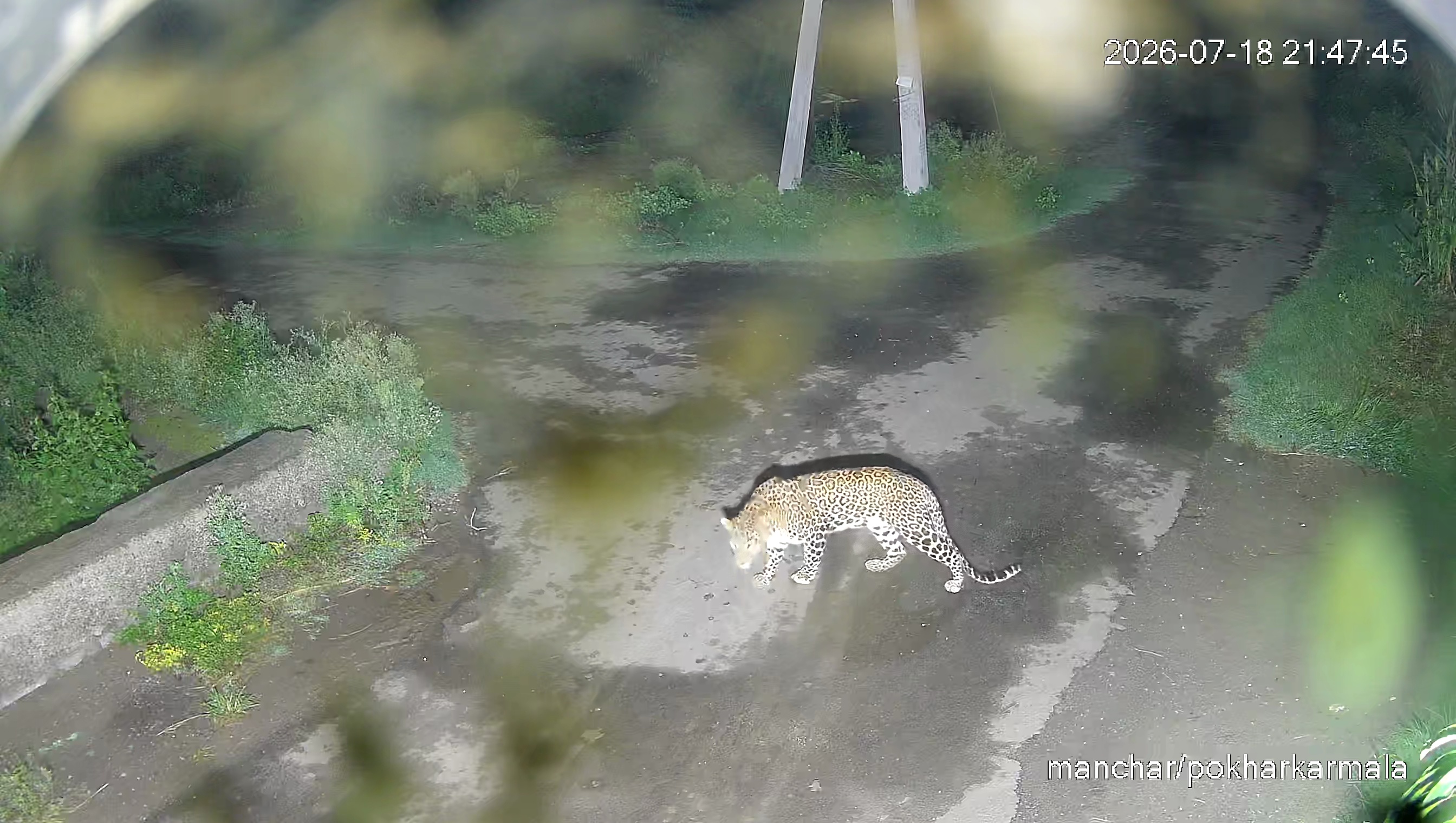 Leopard Image