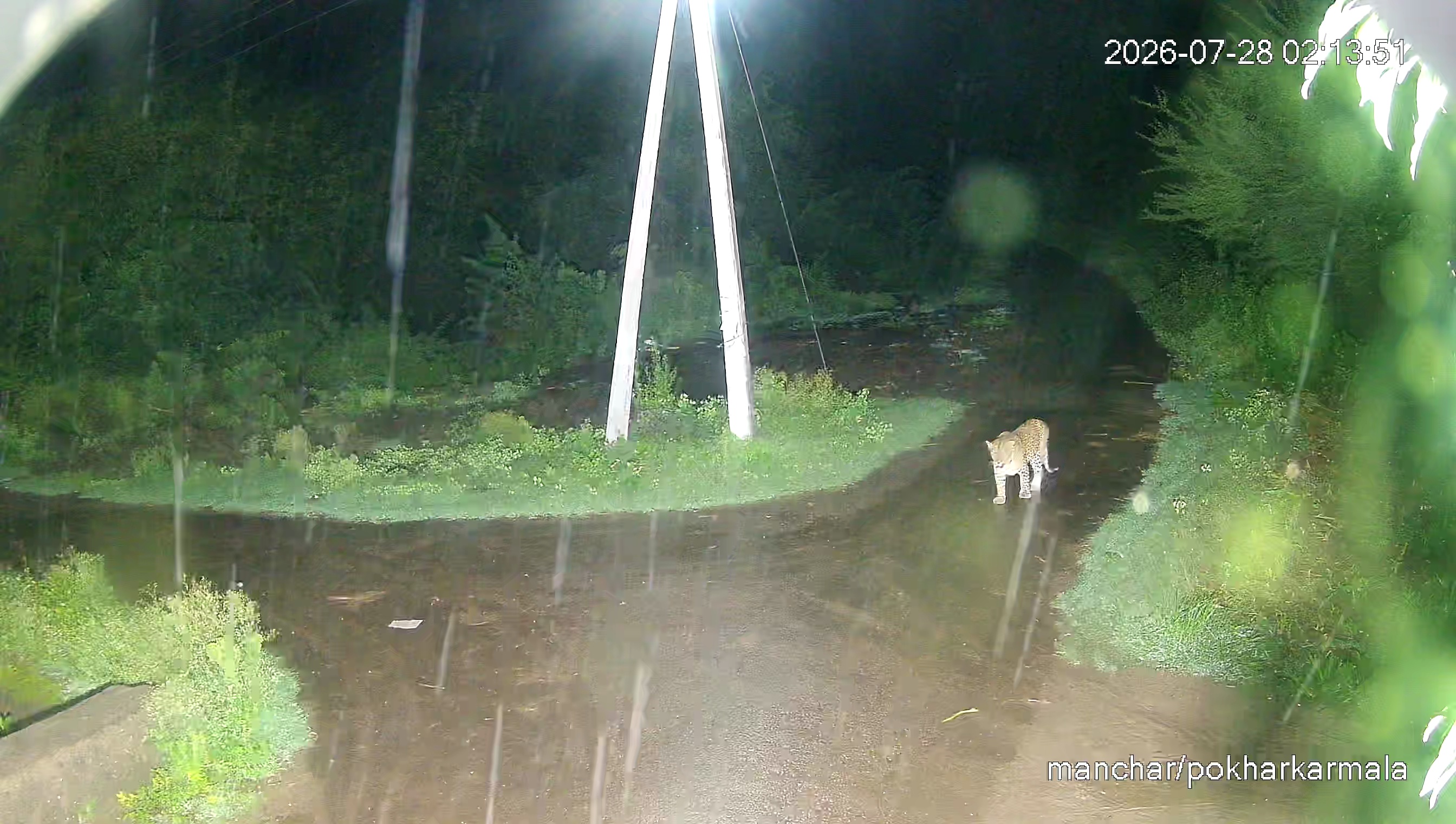 Leopard Image