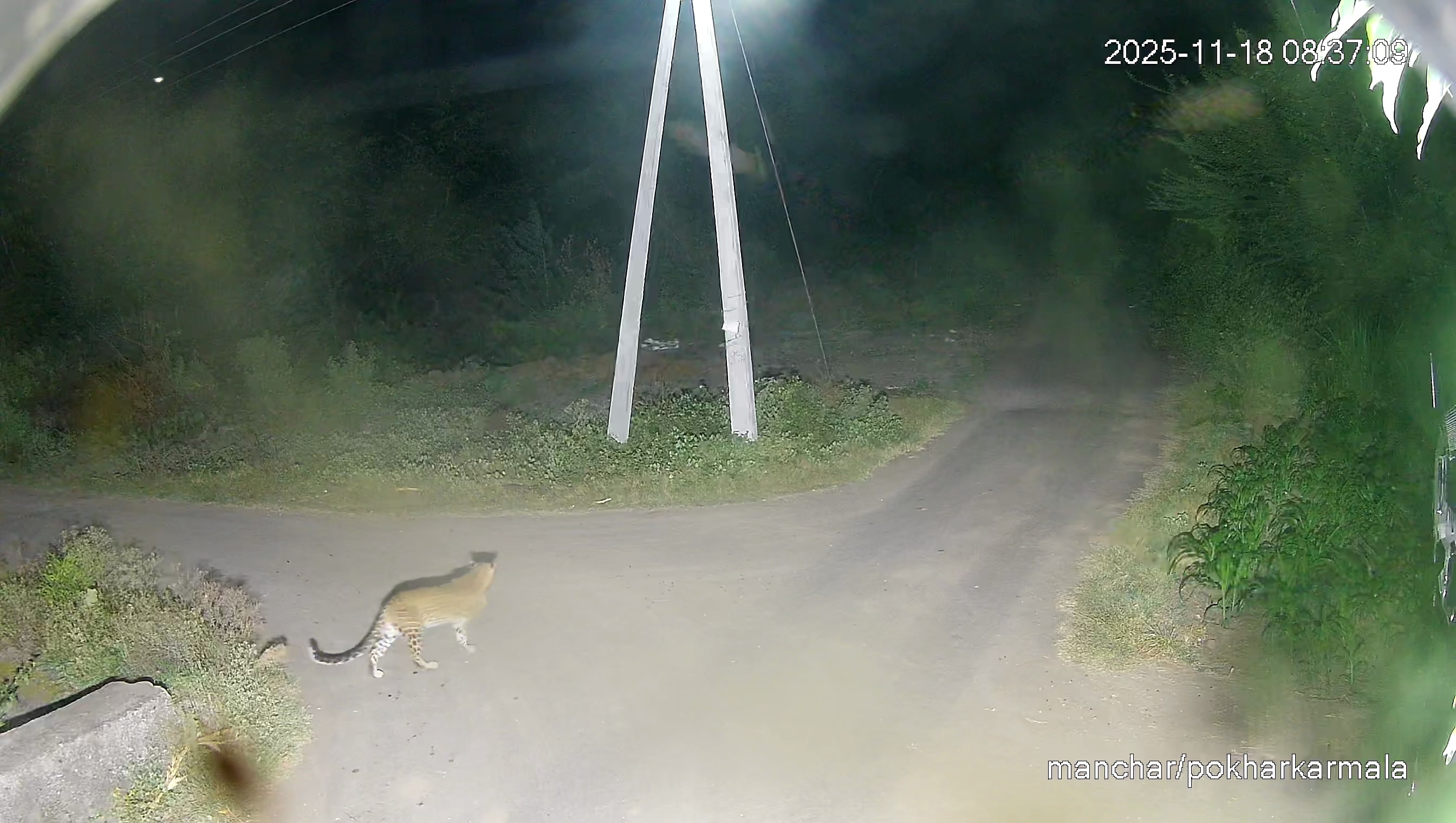 Leopard Image