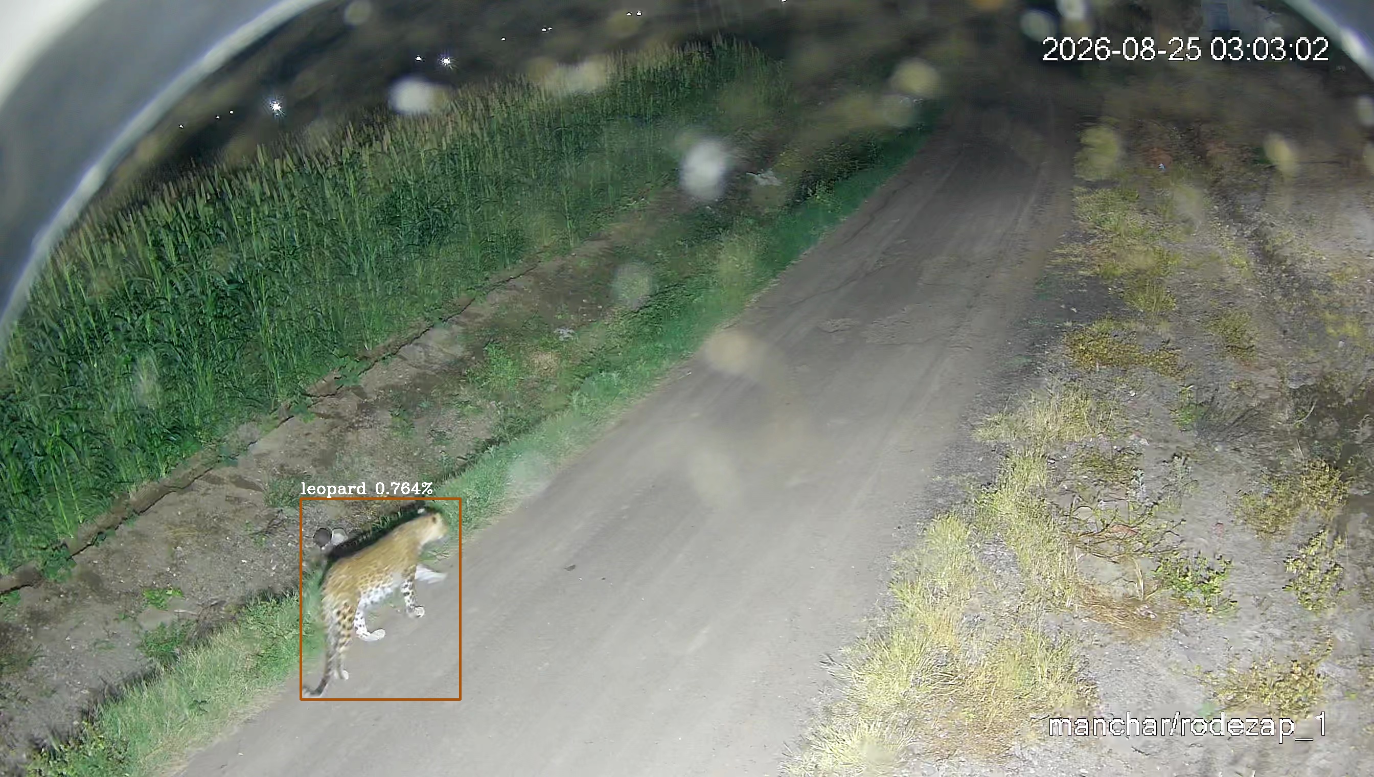 Leopard Image