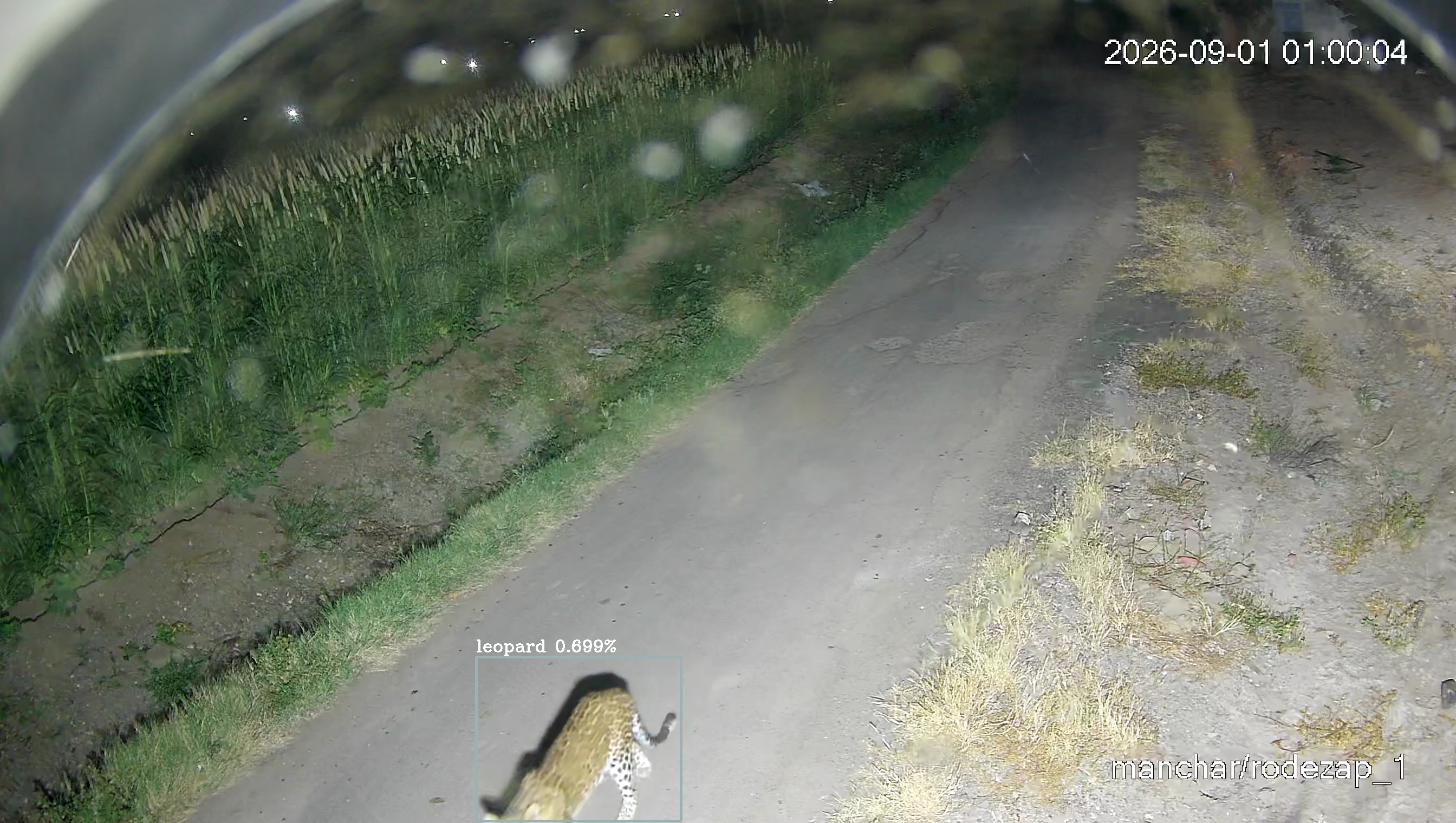 Leopard Image
