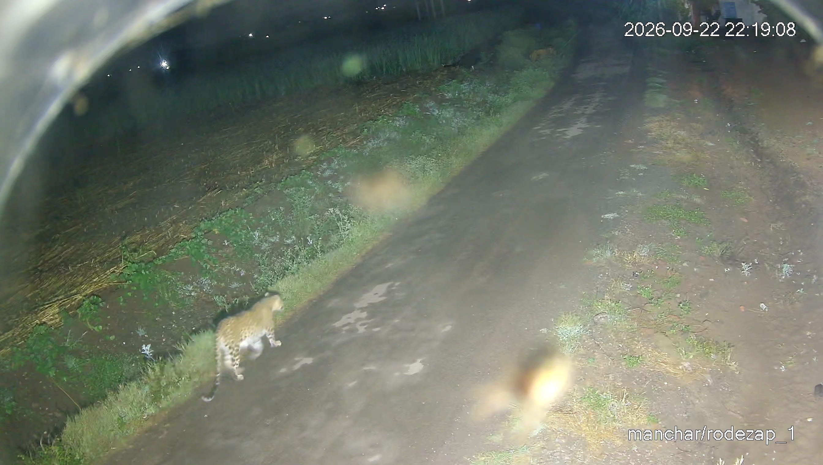 Leopard Image