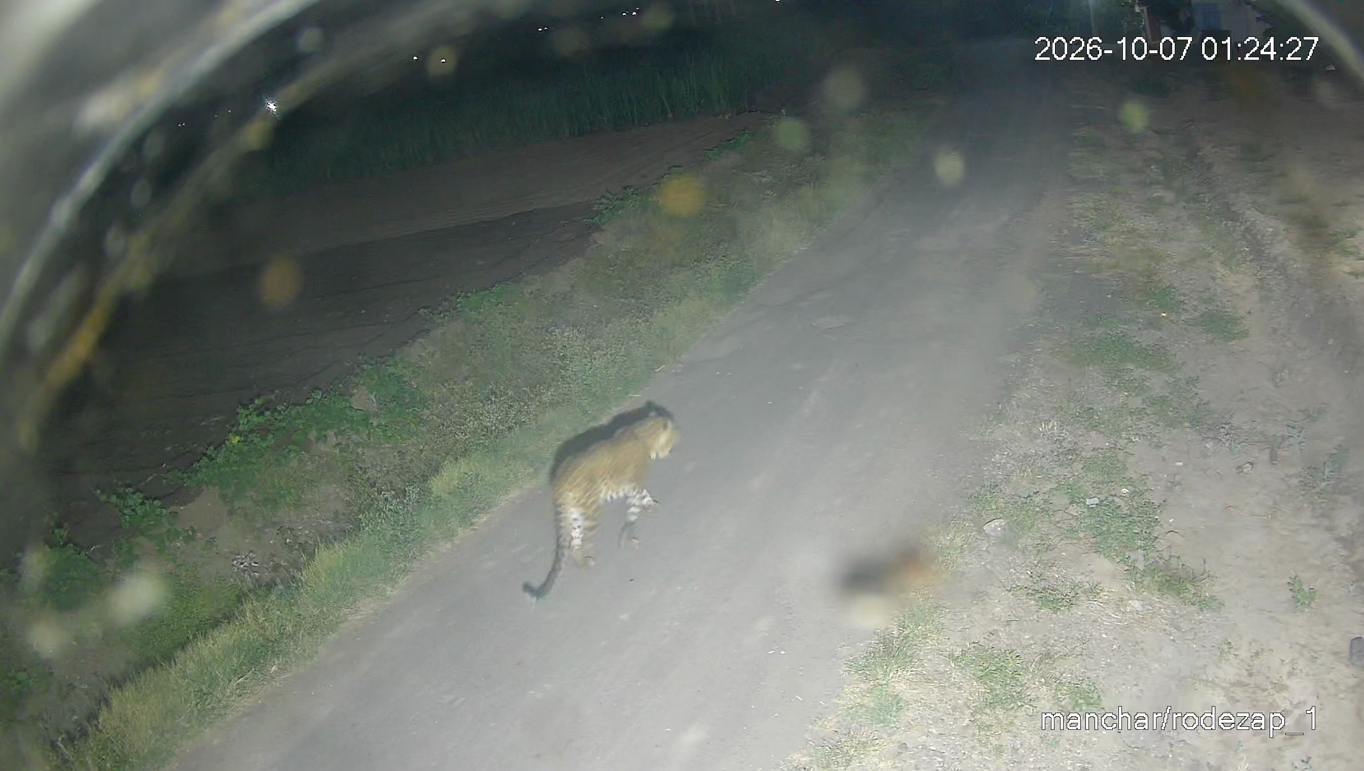 Leopard Image