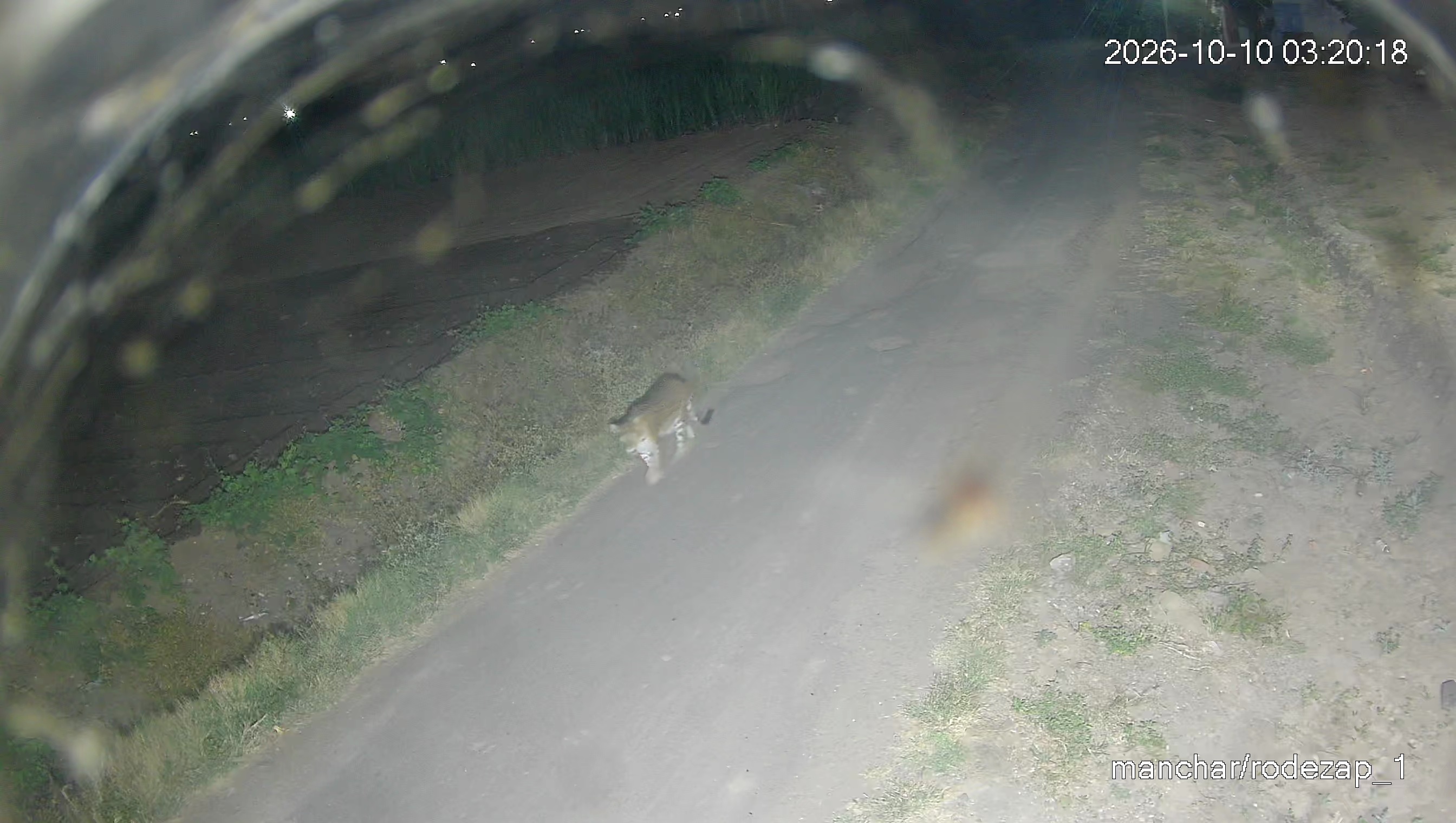 Leopard Image