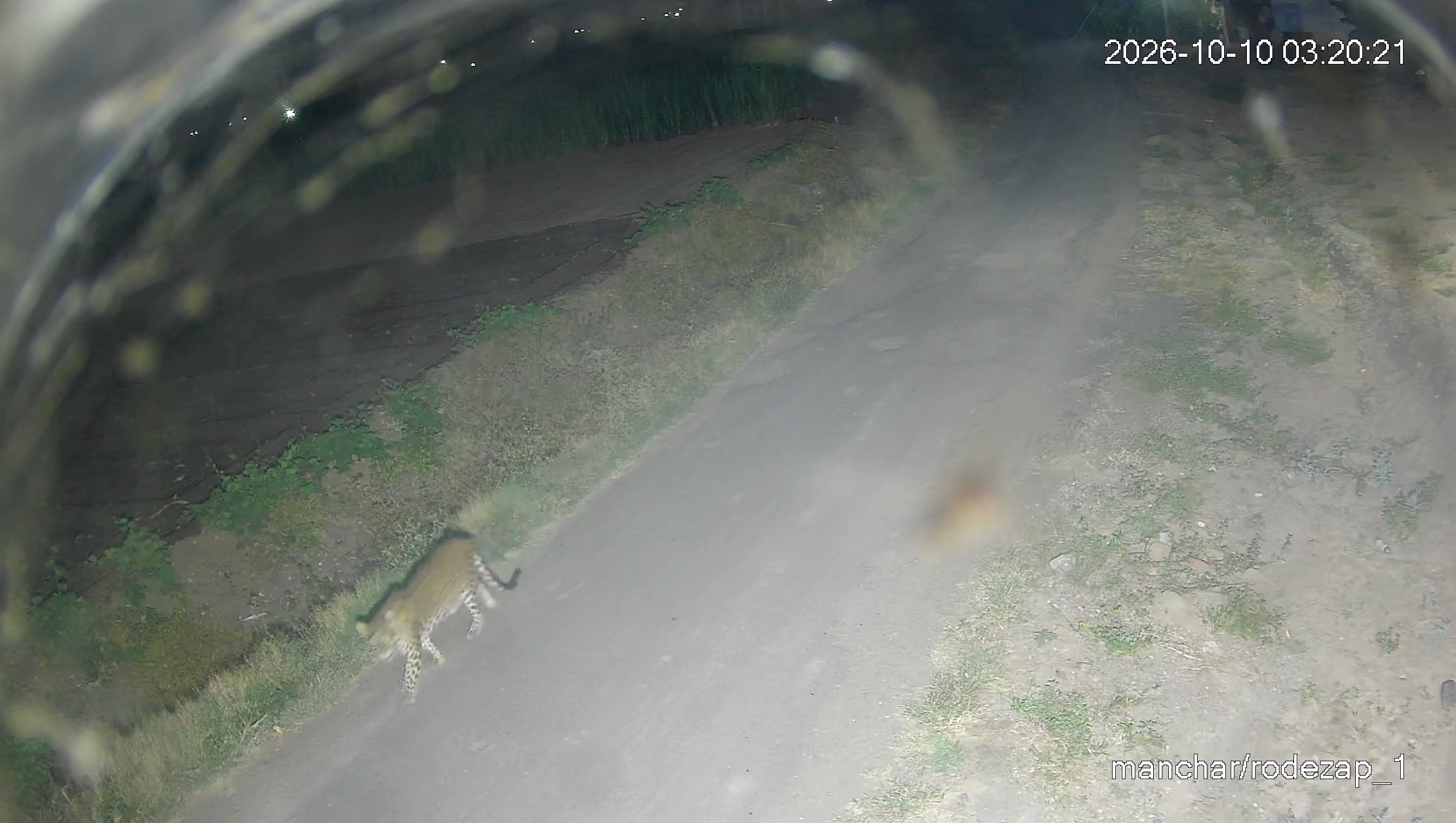 Leopard Image