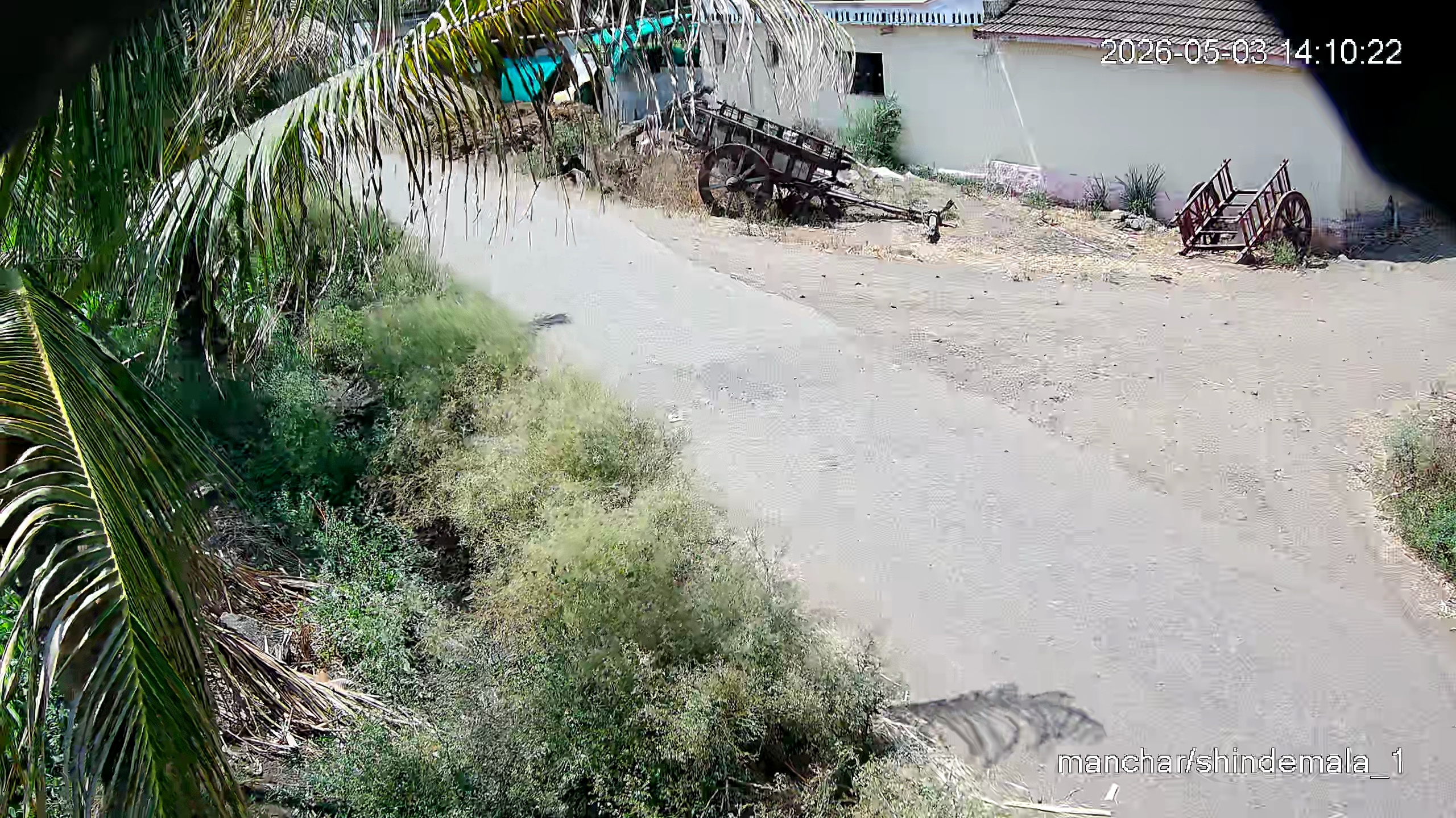 Leopard Image