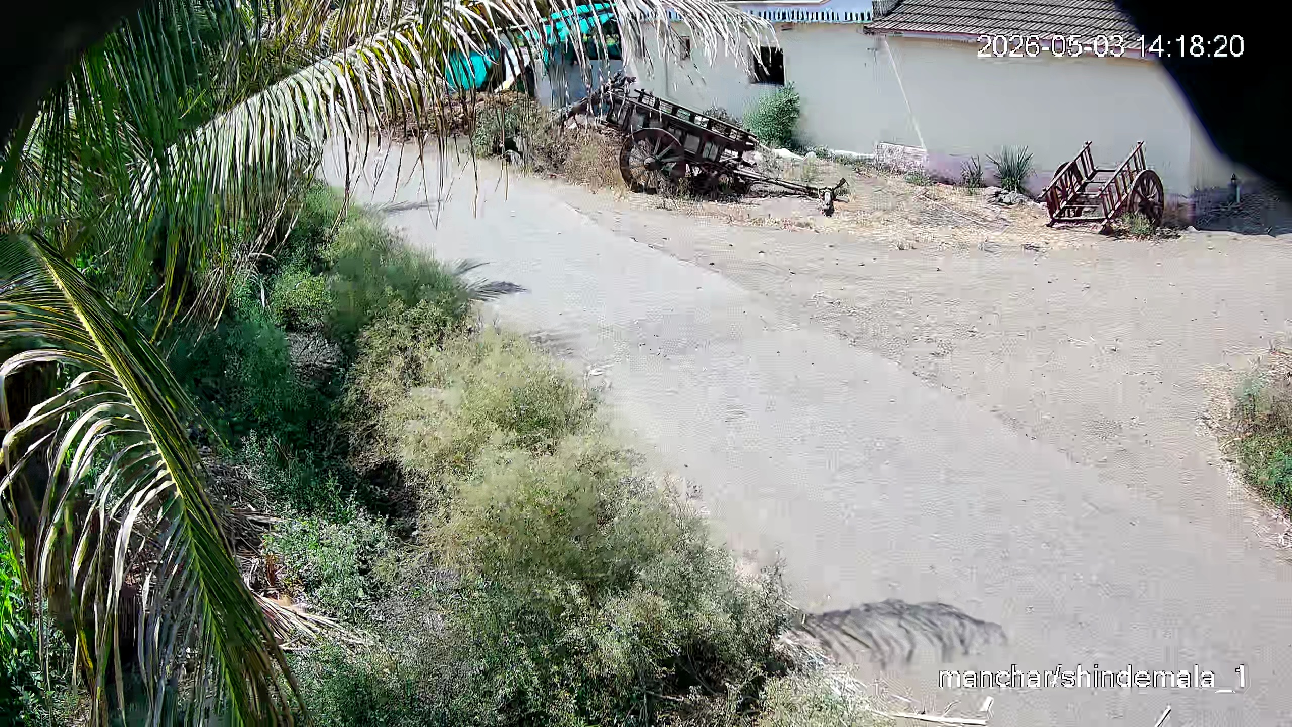 Leopard Image