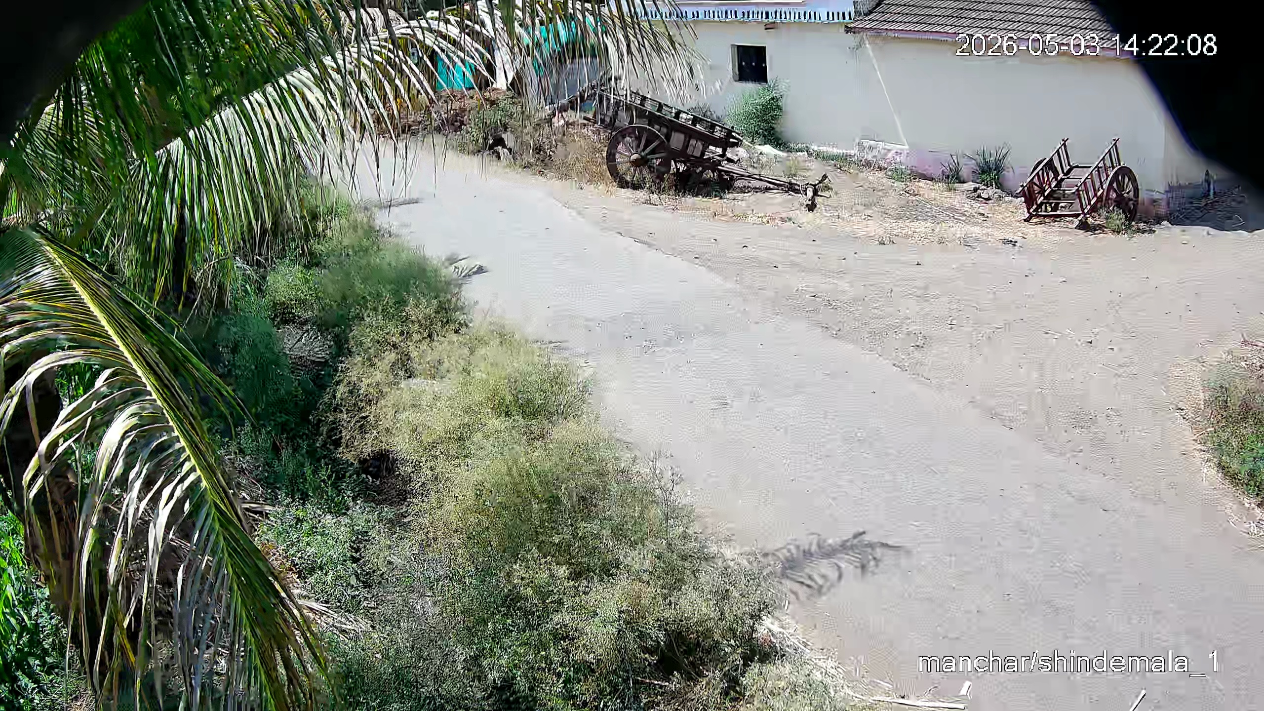 Leopard Image