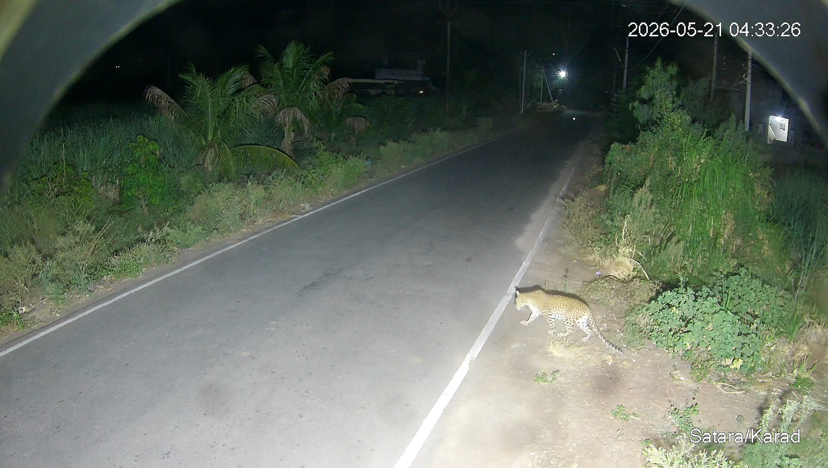 Leopard Image