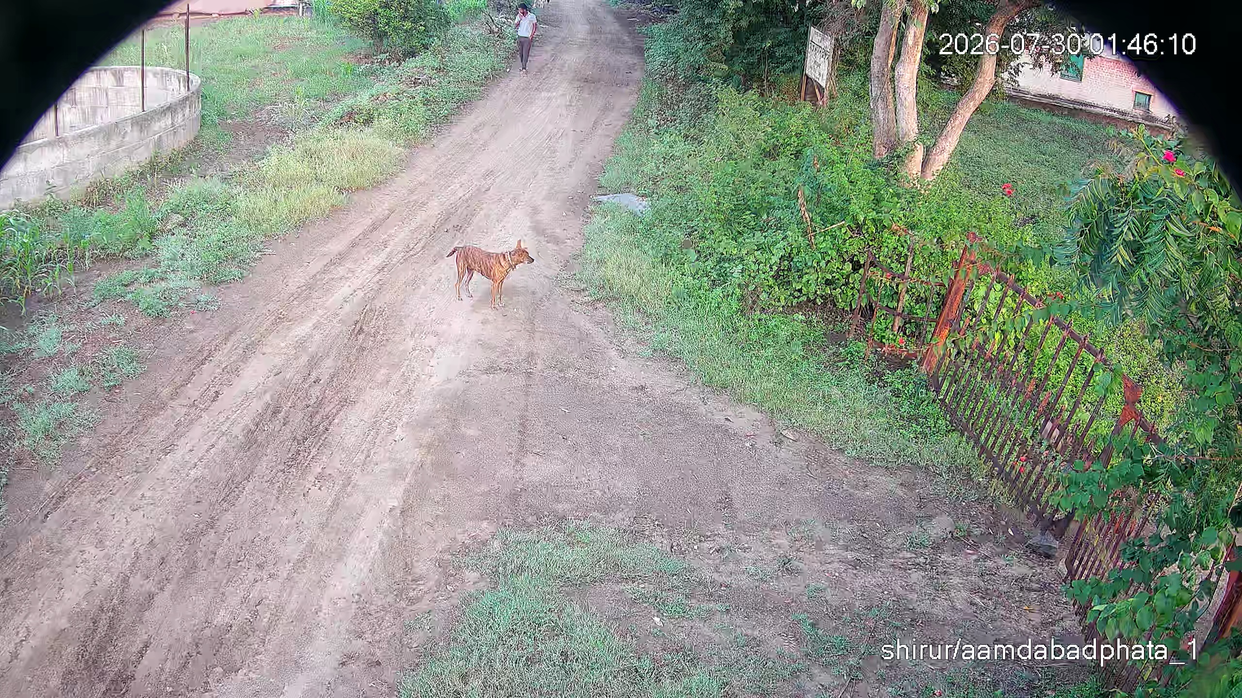 Leopard Image