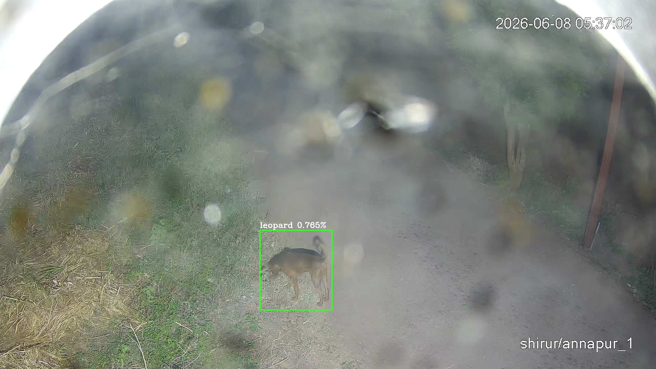 Leopard Image