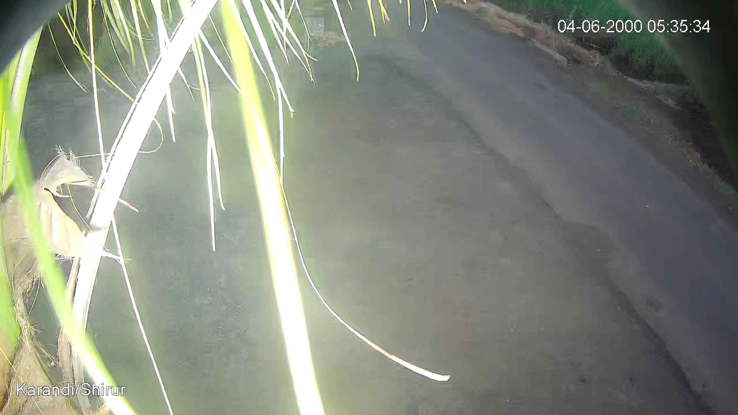 Leopard Image