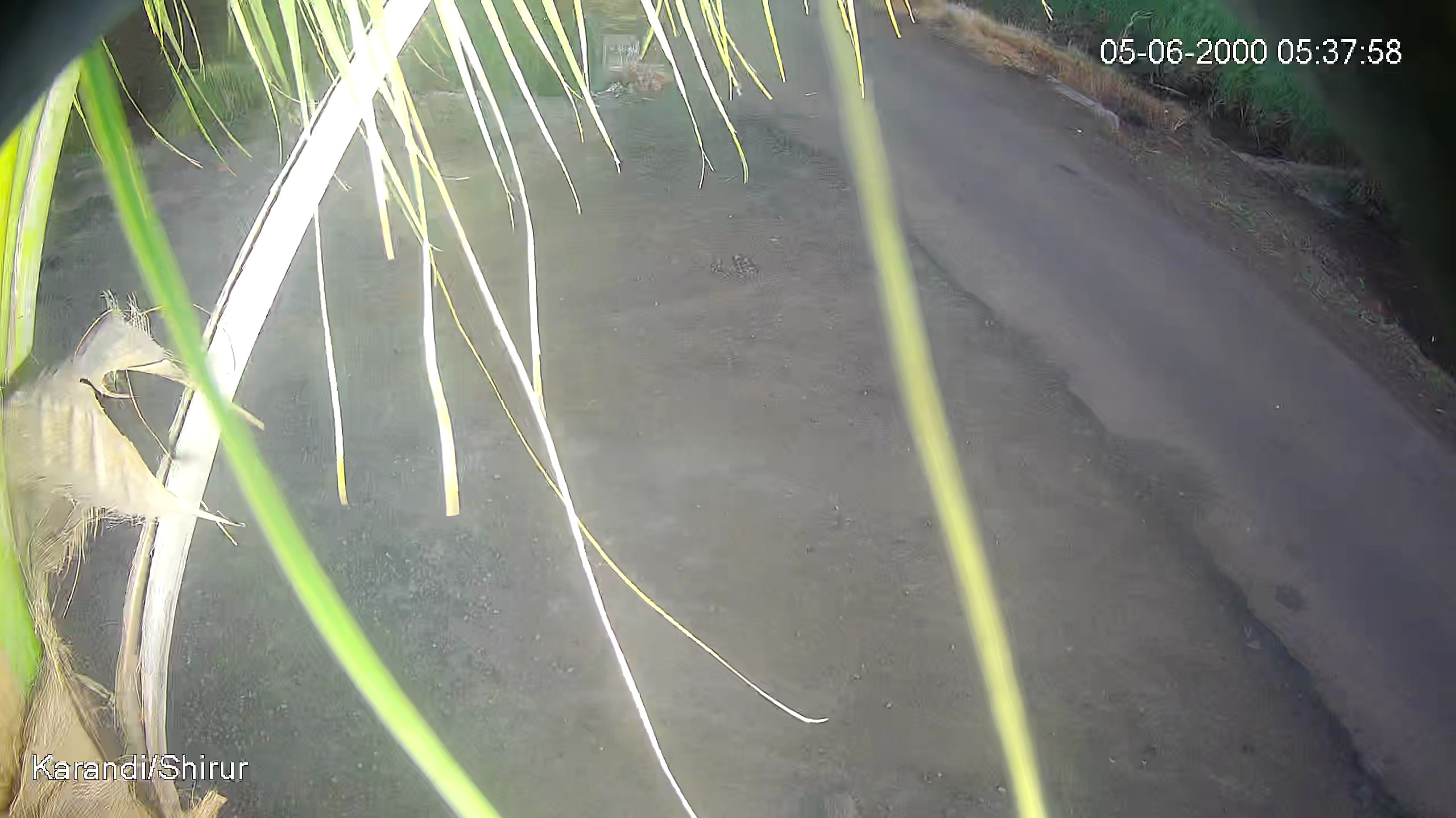 Leopard Image