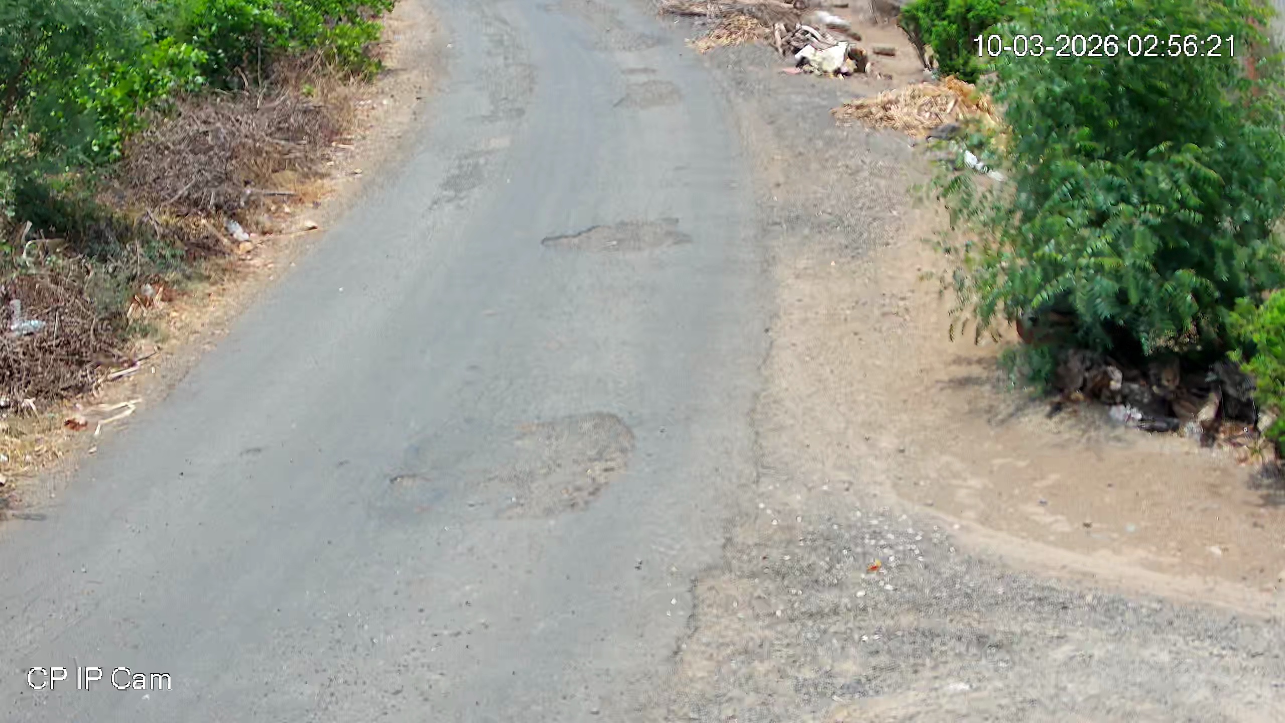Leopard Image