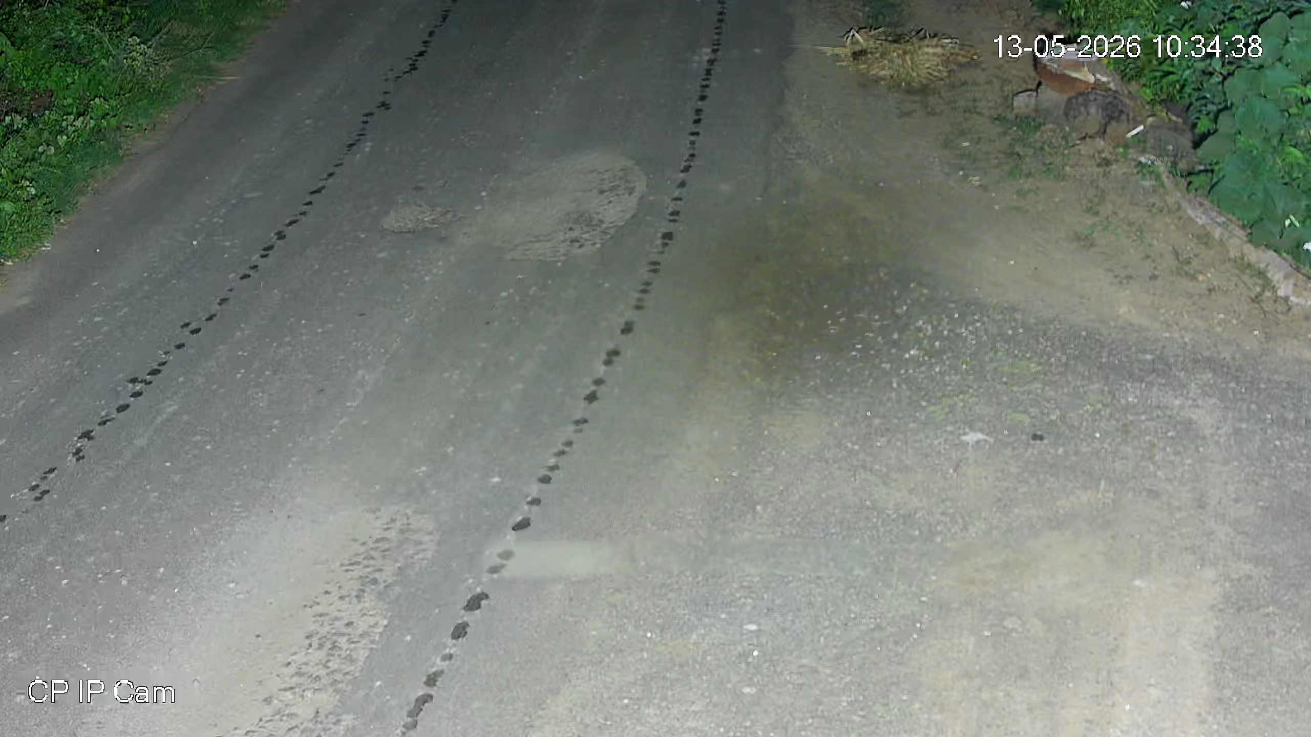 Leopard Image