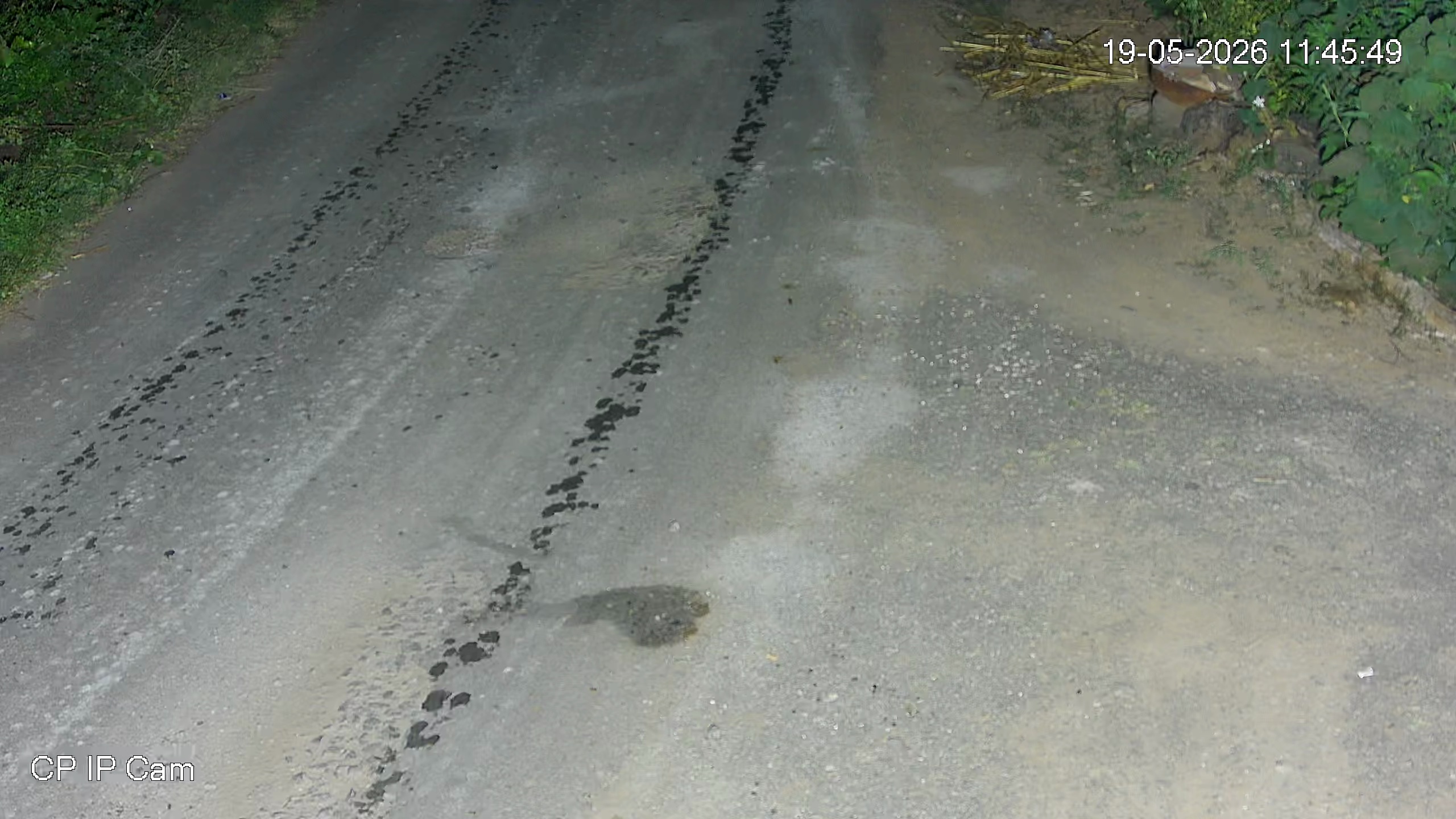 Leopard Image