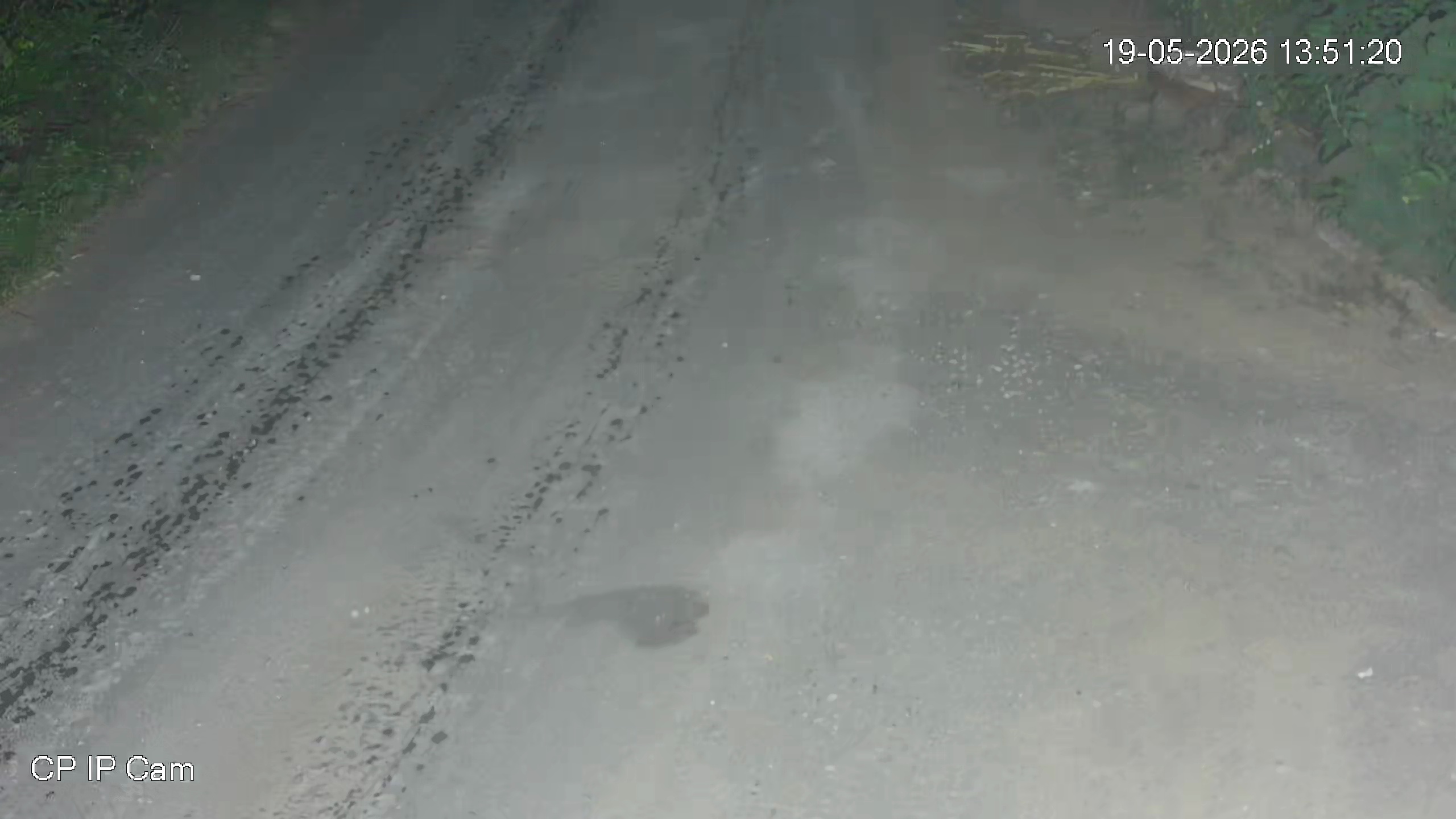 Leopard Image