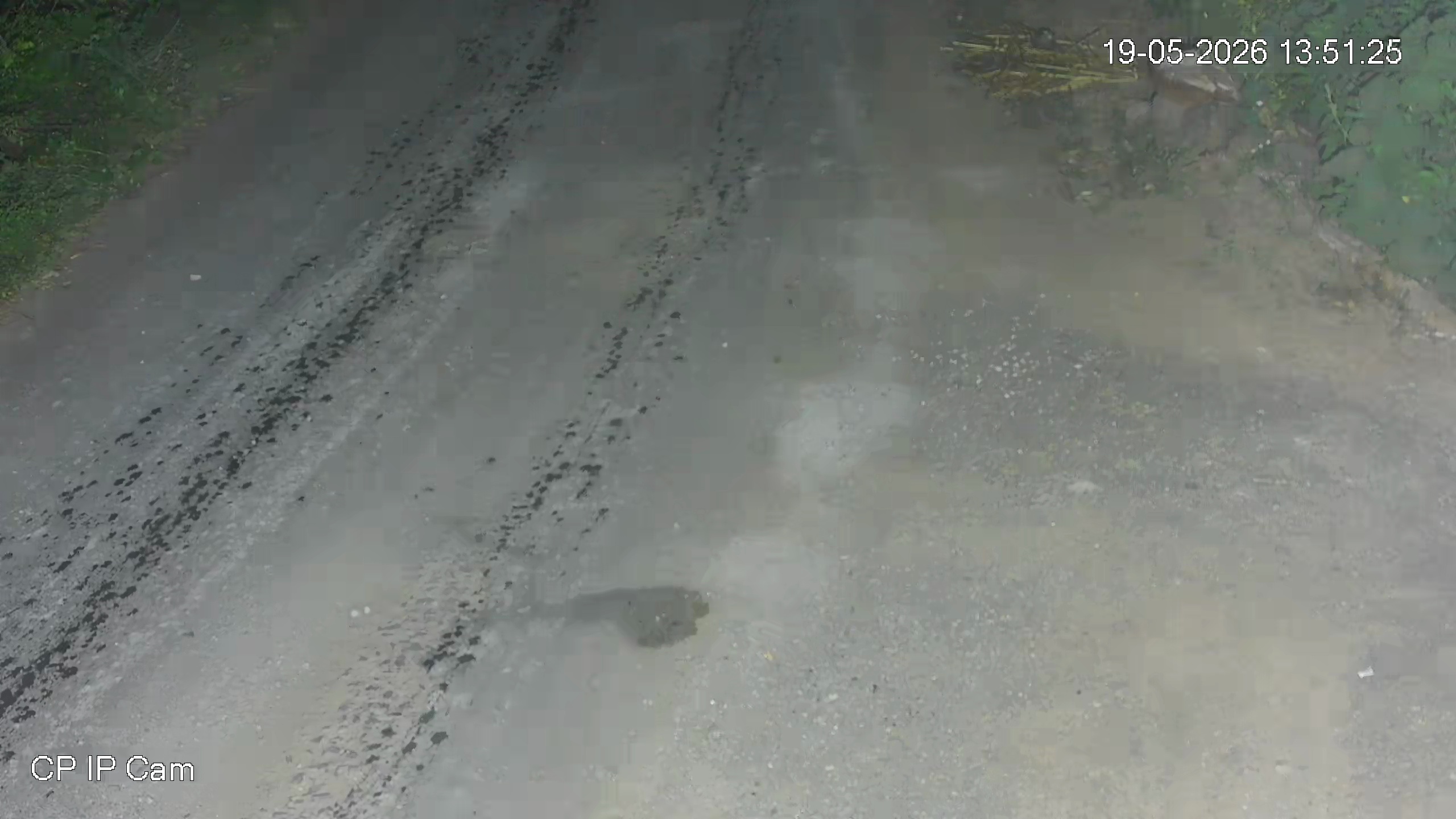 Leopard Image