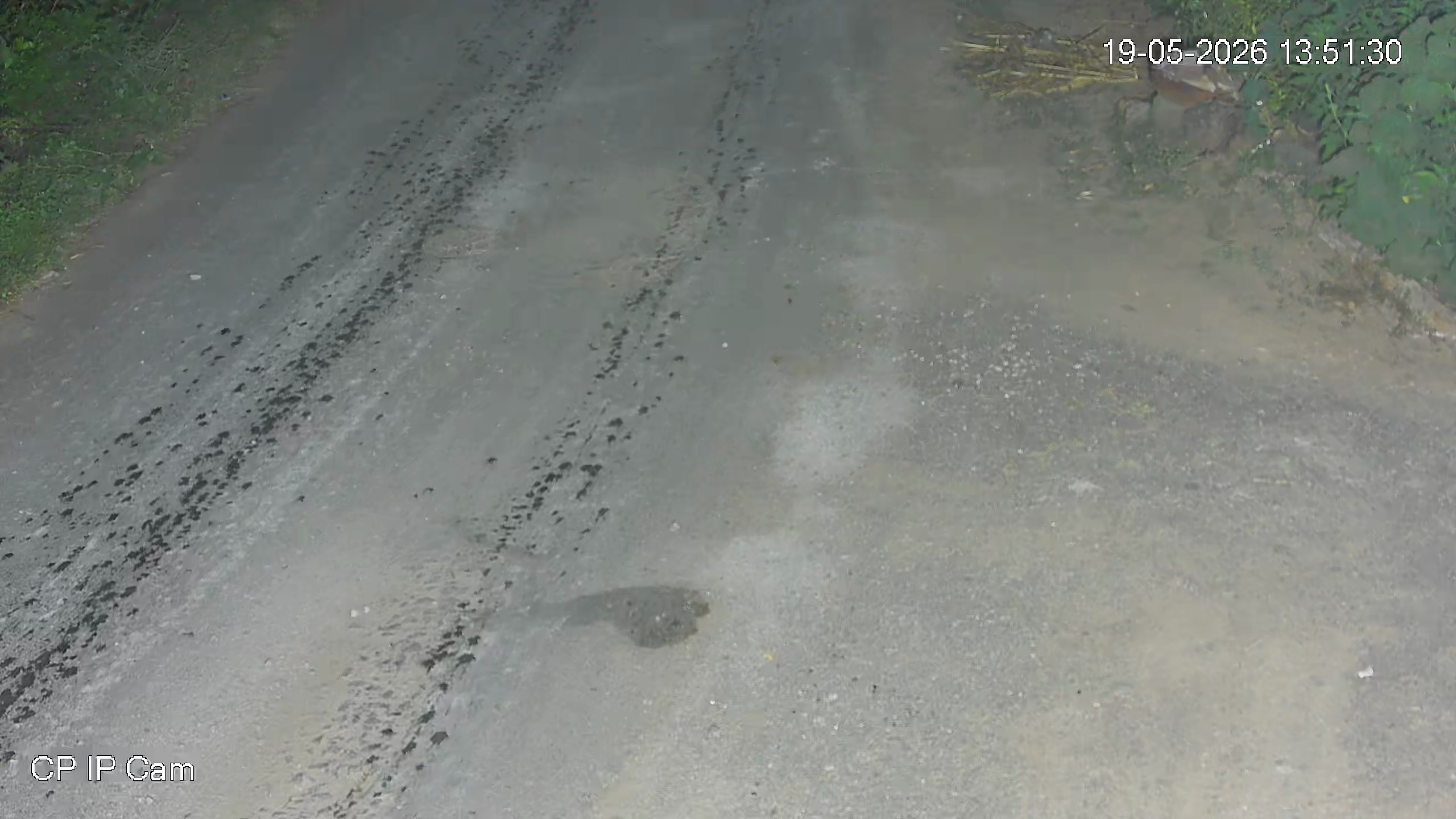 Leopard Image