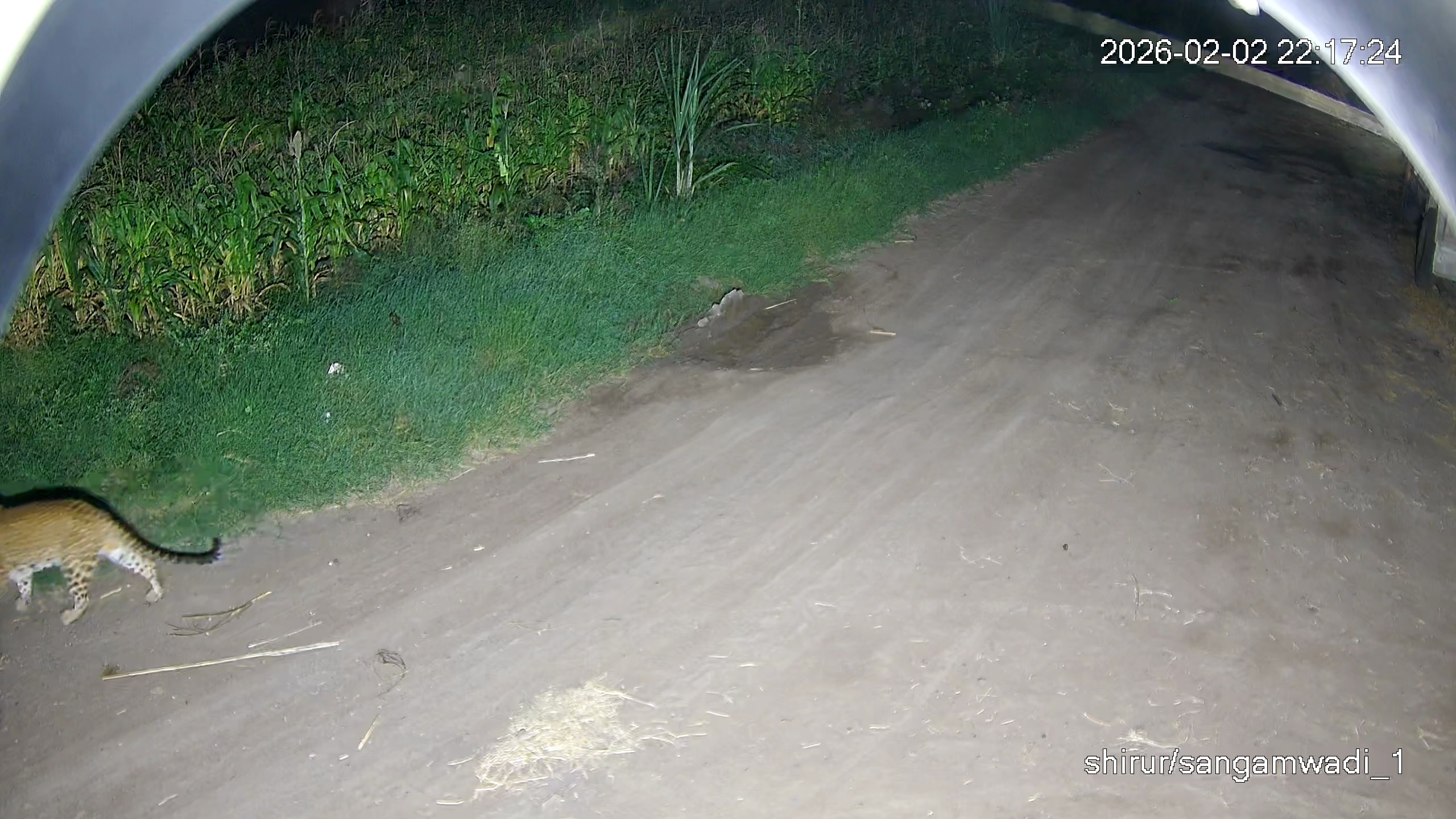 Leopard Image