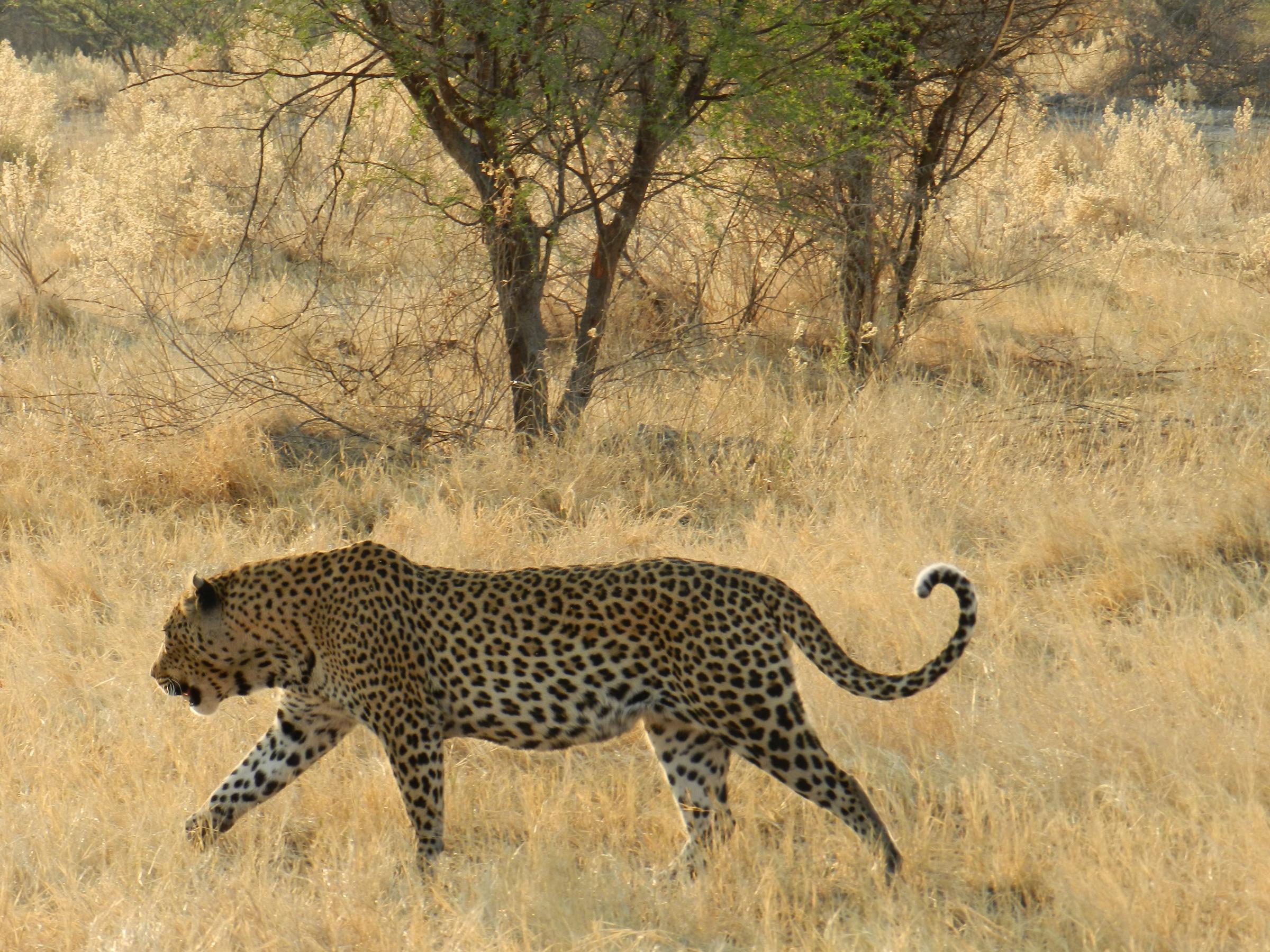 Leopard Image
